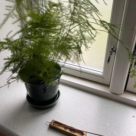 Hojriisgaard